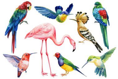 Tropikal kuşlar flamingo, papağanlar, sinekkuşları ve hoopolar ile suluboya seti. El çizimi illüstrasyon 