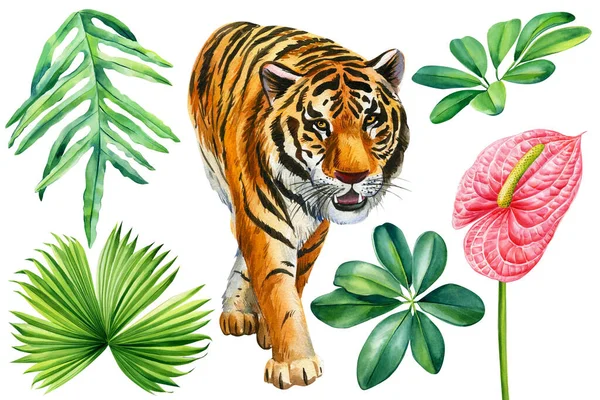 Watercolor tropical clipart with tiger, palm leaves, anthurium flowers, Hand drawn illustration