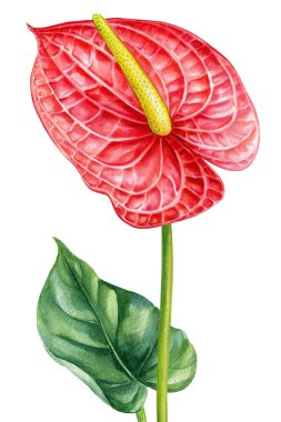 İzole edilmiş beyaz arka planda Anthurium. Yaprak ve çiçek, botanik suluboya illüstrasyon, çiçek elementi