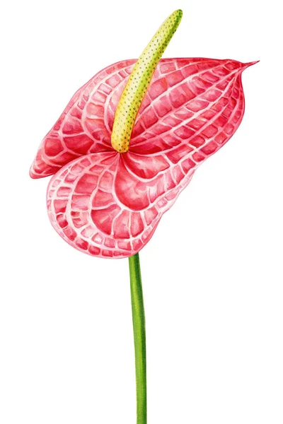 Watercolor tropical flower on isolated white background, hand drawing, Anthurium — 스톡 사진
