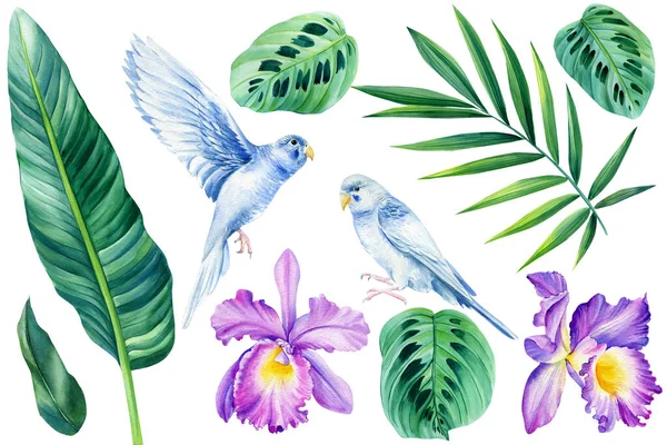 Set birds parrots budgerigar, palm leaf, orchid flowers on a white background, watercolor illustration — Fotografia de Stock