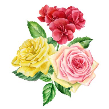 Güller ve sardunya suluboya botanik çizimler. İzole bir arkaplanda çiçekler, 