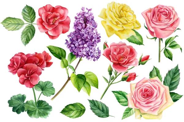 Flores sobre um fundo isolado, aquarela ilustração botânica, rosas, lilás e folhas desenhadas à mão — Fotografia de Stock