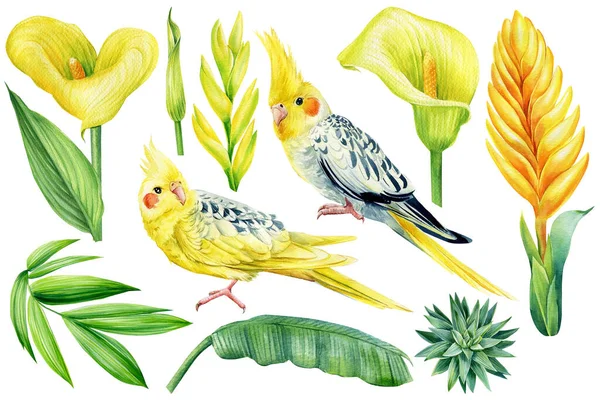 Zestaw cockatiel papuga, calla, liście palmy, soczysty na odosobnionym tle, akwarela botaniczna ilustracja — Zdjęcie stockowe
