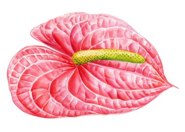 Anthurium pink flower on white background. Watercolor hand draw illustration 