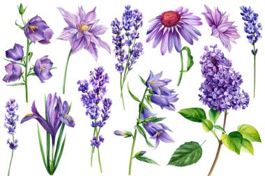 İzole edilmiş beyaz arkaplanda çiçekler, suluboya illüstrasyon, BlueBell, Clematis, gül, lavanta ve leylak