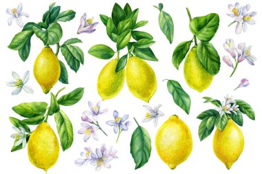 Limon koy. İzole edilmiş beyaz arkaplanda meyve, yaprak ve çiçek, suluboya botanik illüstrasyon