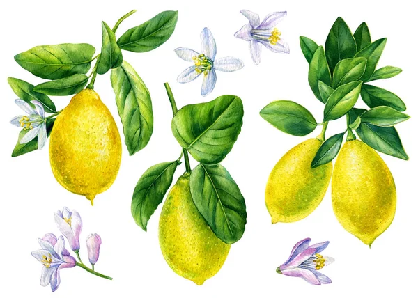 Set of lemons. Hand drawn watercolor painting isolated on white background. fruit lemon illustration — Stock fotografie