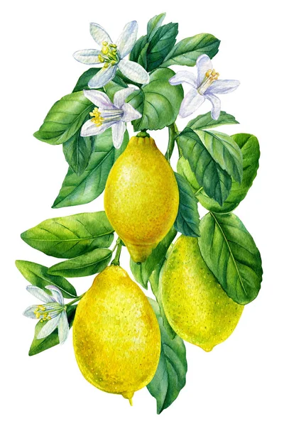 Rama de limón con frutas, flores y hojas. Ilustración de dibujo a mano de acuarela para su diseño. —  Fotos de Stock