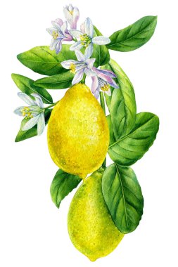  Meyveli, çiçekli ve yapraklı limon dalı. Tasarımınız için suluboya el çizimi çizimi.
