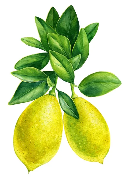 Lemon branch watercolor hand drawn illustration. — Stockfoto