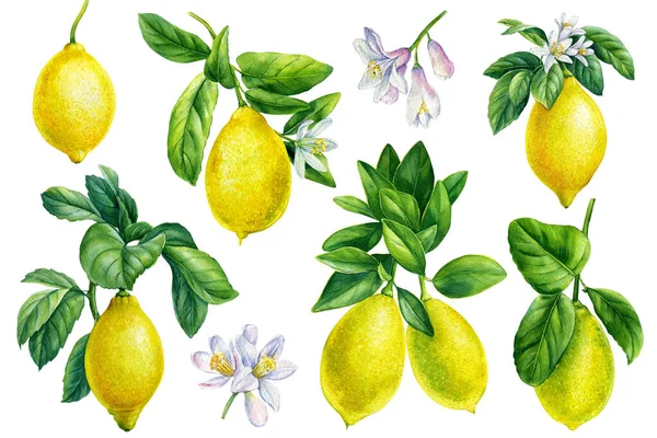 Conjunto de ilustraciones de acuarela de limones. Limones maduros ramificados con hojas verdes sobre un fondo blanco —  Fotos de Stock