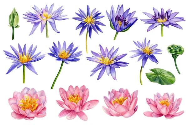 Flores de lótus, rosa e violeta. Conjunto floral aquarela desenhado à mão — Fotografia de Stock