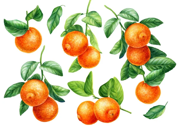 Yeşil yapraklı turuncu dallar, suluboya resimler, narenciye meyveleri koleksiyonu, botanik resimler.