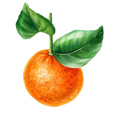 Yeşil yapraklı turuncu dallar, suluboya resimler, narenciye meyveleri koleksiyonu, botanik resimler.