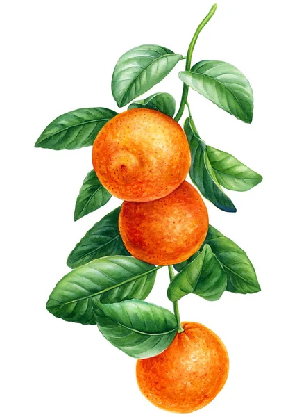 Orange branches with green leaves, watercolor illustration, collection of citrus fruits, botanical painting — Stockfoto