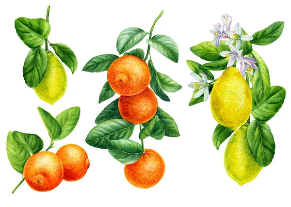 Branch of orange, mandarin, lemon on an isolated white background, Watercolor illustration, botanical painting — Stockfoto