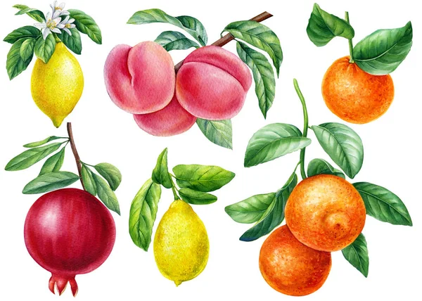 Watercolor fruit. Branch of orange, pomegranate, peach and lemon on an isolated white background, botanical illustration — ストック写真