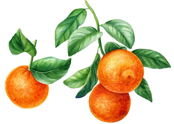Set of hand drawn watercolor mandarins and oranges fruit — ストック写真