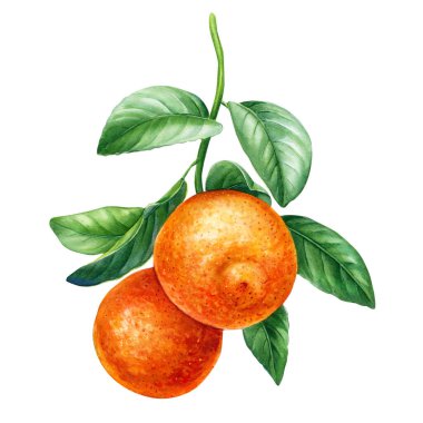 Yeşil yapraklı turuncu dallar, suluboya resimler, narenciye meyveleri koleksiyonu, botanik resimler.