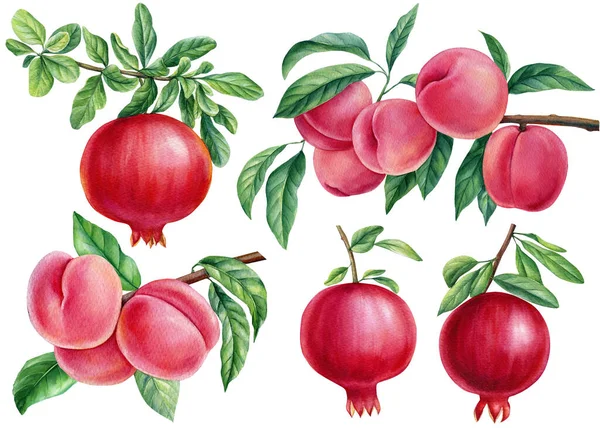 Watercolor illustration of fruit pomegranate and peaches. Hand drawn watercolor painting isolated on white background. — Fotografia de Stock