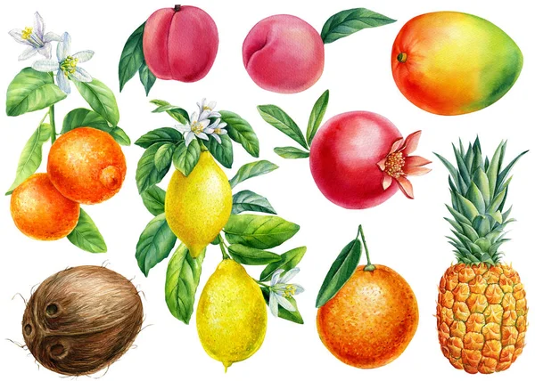 Set of Watercolor ripe fruits. Lemon, tangerine, coconut, peaches and mango. — Stockfoto