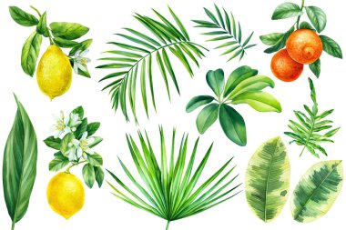 Watercolor illustrations tropical palm leaves, branches with lemons, oranges isolated on white background