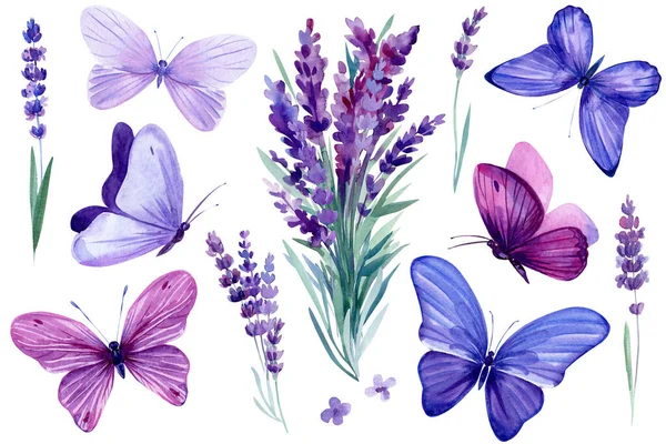 Conjunto de flor de lavanda, buquê de flores de lavanda e borboleta, ilustração aquarela, desenho à mão — Fotografia de Stock