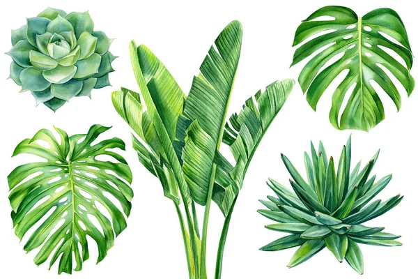 Tropical leaves set. Jungle botanical watercolor illustrations, floral elements. monstera, Palm leaf and succulents — Fotografie, imagine de stoc