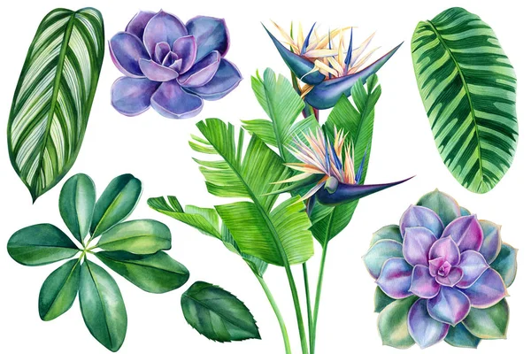 Σύνολο τροπικών φυτών και λουλουδιών σε λευκό φόντο, ακουαρέλα χέρι σχέδιο, φύλλο φοίνικα, strelitzia και παχύφυτα — Φωτογραφία Αρχείου