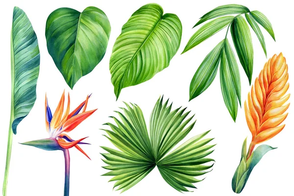 Watercolor illustrations tropical palm leaves and flower, isolated on white background — стоковое фото