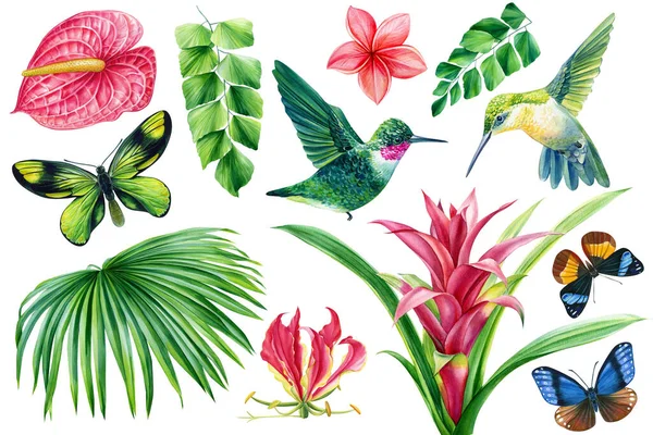 Egzotik çiçekler, palmiye yaprakları, tropikal kuşlar, sinekkuşları ve el yapımı suluboya resimlerle boyanmış kelebekler.