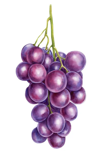 Watercolor fruit bunch of red grapes on an isolated white background — 스톡 사진