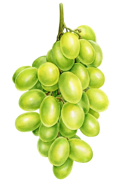 Aquarel fruit druiven tak op geïsoleerde witte achtergrond — Stockfoto