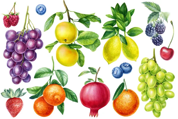 Acuarela fruta botánica manzana, uva, naranja, limón. Bayas Fresa, frambuesa, mora y arándano. — Foto de Stock