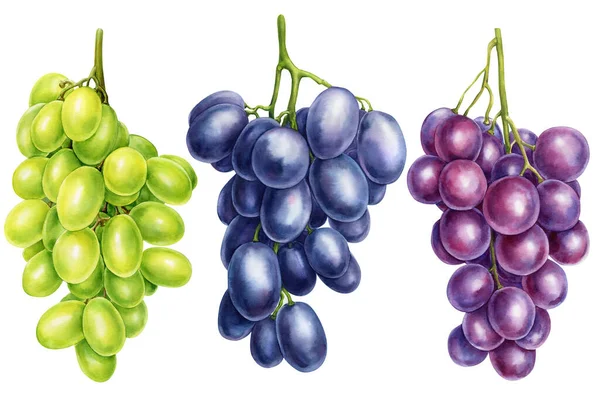 Set of grapes on isolated white background, watercolor botanical illustration — Stockfoto