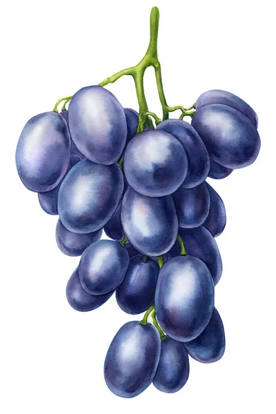Grape branch on isolated white background, watercolor botanical illustration — Fotografia de Stock