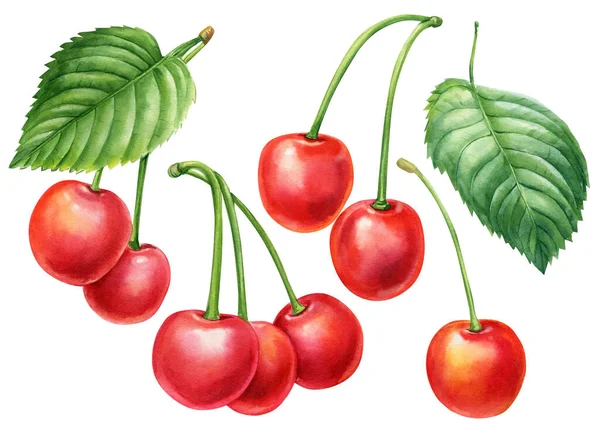 Set of berry. Watercolor sweet cherry isolated on white background. Botanical illustration of berries — Φωτογραφία Αρχείου