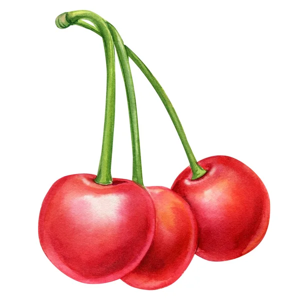 Watercolor cherry isolated on white background. Hand drawn illustration of berries — 스톡 사진