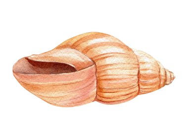 Beyaz arka planda izole edilmiş deniz kabuğu. El çizimi suluboya boya kabuğu