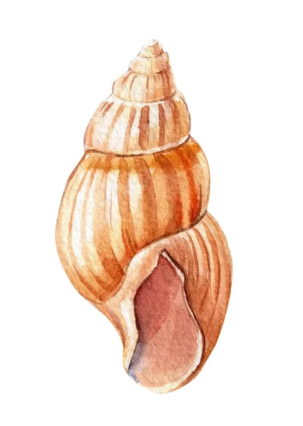 Sea shell isolated on white background. Hand drawn watercolor painting shell — Photo