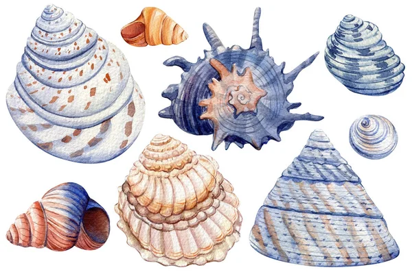 Watercolor set of shells on an isolated white background, hand drawing, summer sea clipart — Stockfoto