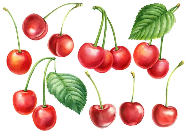 Słodka wiśnia izolowana na białym tle. Akwarela jagodowa. Ilustracja botaniczna jagód — Zdjęcie stockowe