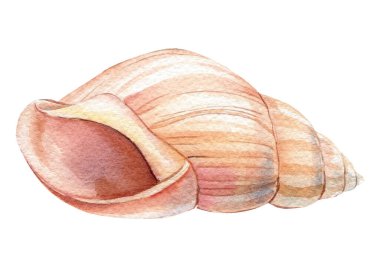 Deniz kabuğu beyaz arka planda izole edilmiş. El çizimi suluboya boya kabuğu