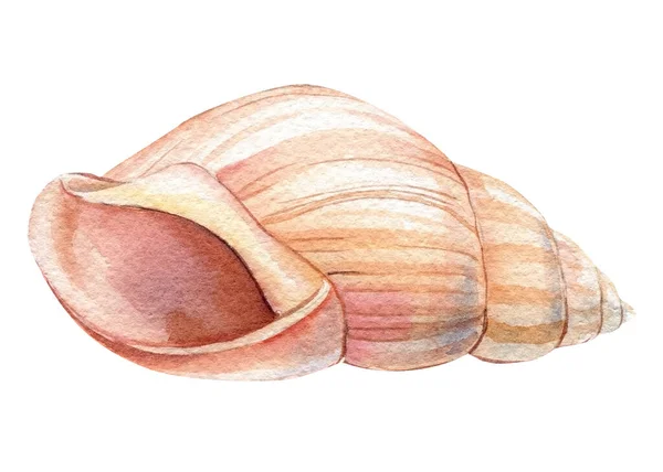 Elementos náuticos concha isolada sobre fundo branco. Mão desenhado aquarela pintura shell — Fotografia de Stock