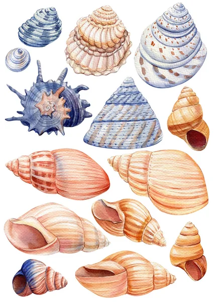 Aquarellmuscheln auf isoliertem weißem Hintergrund, Handzeichnung. Marine Sammlung., Sommer Meer Clipart — Stockfoto