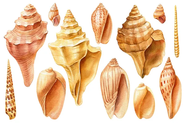 Set of sea shells on an isolated white background. Watercolor illustration — Foto Stock