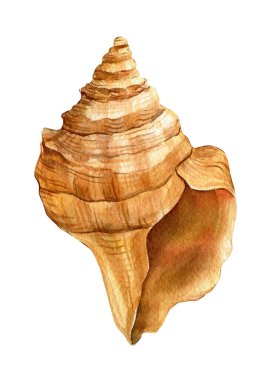 İzole edilmiş beyaz bir arka planda deniz kabuğu. Suluboya çizimi