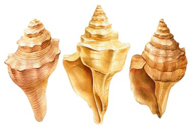 İzole edilmiş beyaz arka planda kabuklar. Suluboya çizimi, deniz tasarımı. Deniz kabuğu