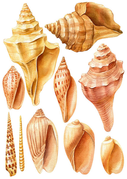 Watercolor sea shells on an isolated white background